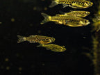 Gold Ring Danio