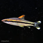 Gold Roseline Barb