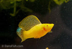 Gold Sailfin Molly