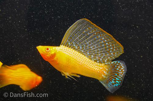 Gold Sailfin Molly