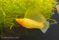 Gold Sailfin Molly