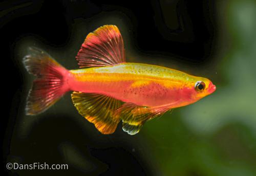 Gold White Cloud Mountain Minnow