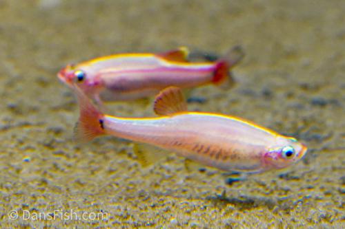 Gold White Cloud Mountain Minnow