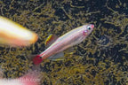 Gold White Cloud Mountain Minnow