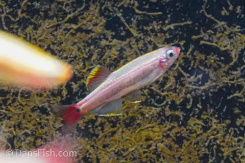 Gold White Cloud Mountain Minnow