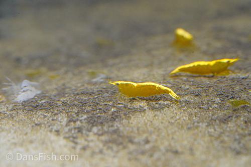 Yellow Shrimp, (4 pack)