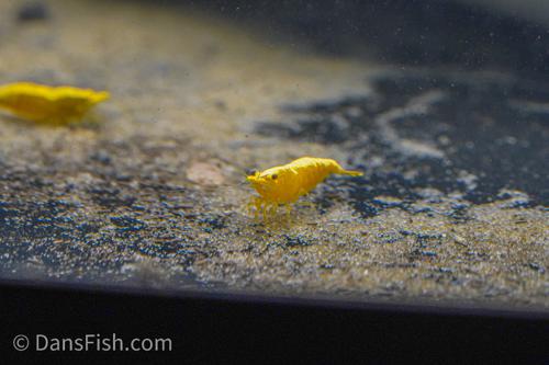 Yellow Shrimp, (4 pack)