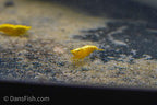 Yellow Shrimp, (4 pack)