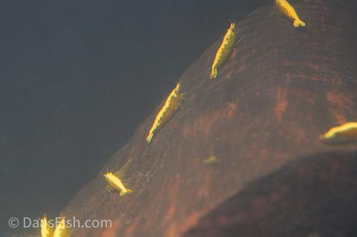 Yellow Shrimp, (4 pack)