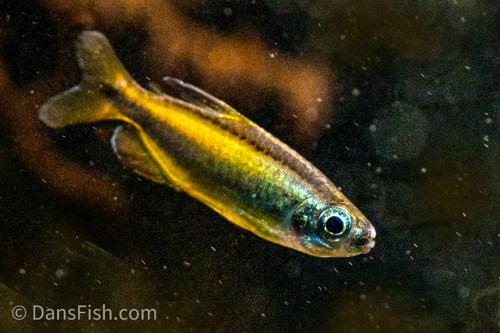 Golden Congo Tetra Lefini River