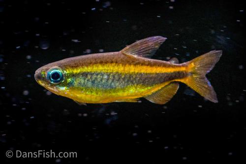 Golden Congo Tetra Lefini River