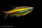 Golden Congo Tetra Lefini River