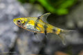 Golden Dwarf Barb