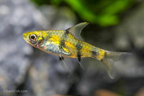Golden Dwarf Barb