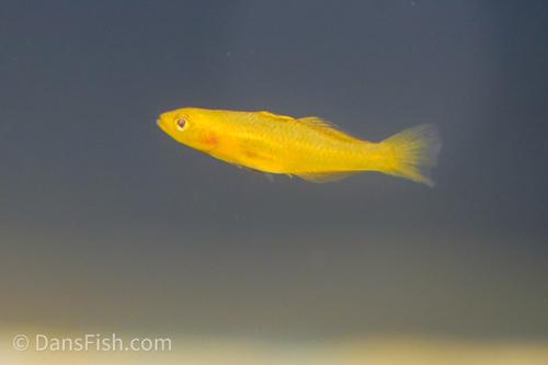 Golden Goby
