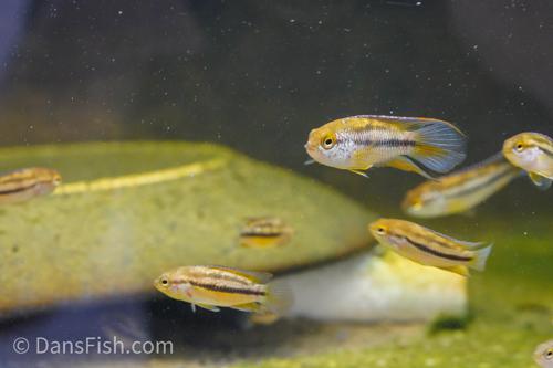 Goldeneye Dwarf Cichlid