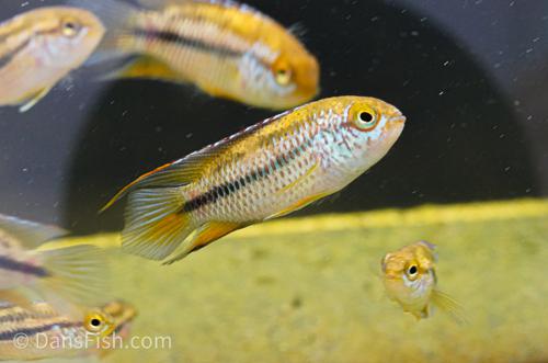 Goldeneye Dwarf Cichlid