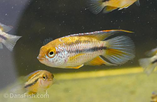Goldeneye Dwarf Cichlid