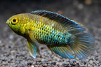 Goldeneye Dwarf Cichlid