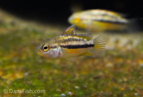 Goldeneye Dwarf Cichlid
