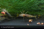 Green Leaf Algae Eating Shrimp, (4 pack)