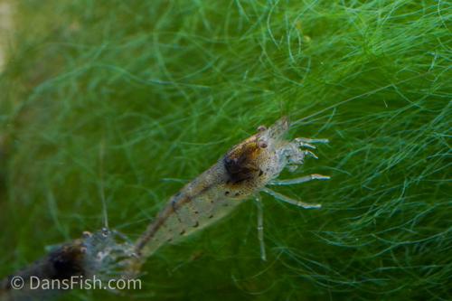 Green Leaf Algae Eating Shrimp, (4 pack)