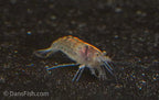 Green Leaf Algae Eating Shrimp, (4 pack)