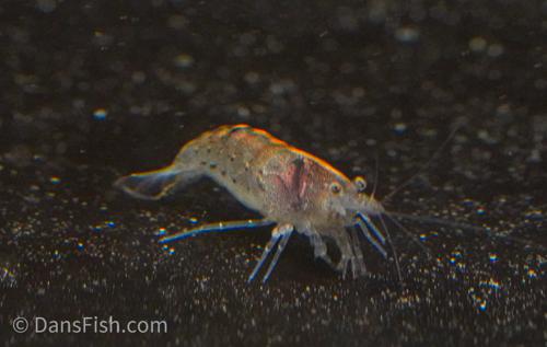 Green Leaf Algae Eating Shrimp, (4 pack)