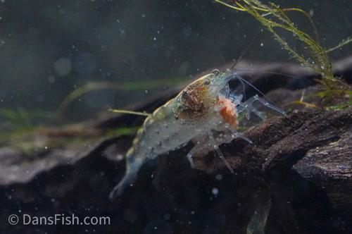 Green Leaf Algae Eating Shrimp, (4 pack)