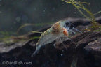 Green Leaf Algae Eating Shrimp, (4 pack)