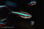 Green Neon Tetra