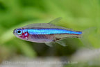 Green Neon Tetra