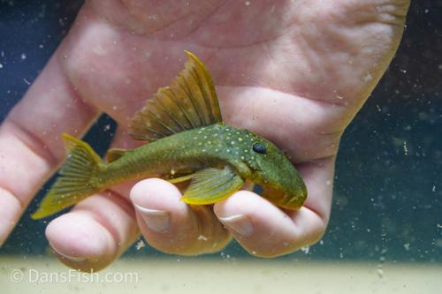 L200 Green Phantom Pleco