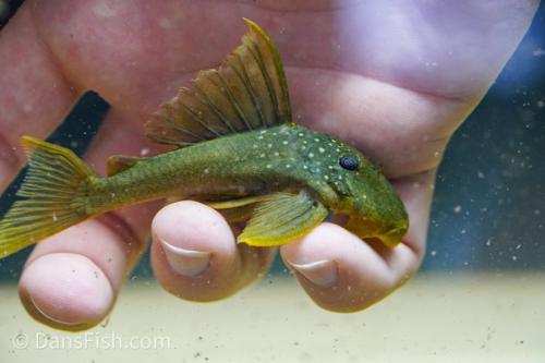L200 Green Phantom Pleco
