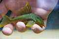 L200 Green Phantom Pleco