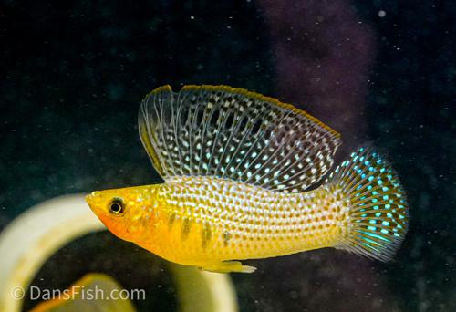 Green Sailfin Molly