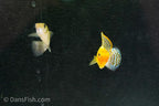 Green Sailfin Molly