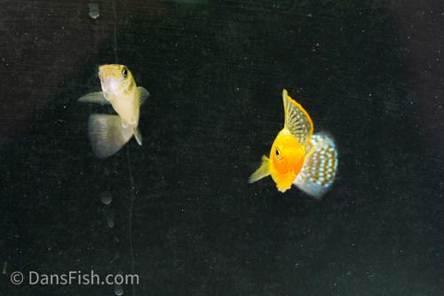Green Sailfin Molly