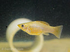 Green Sailfin Molly