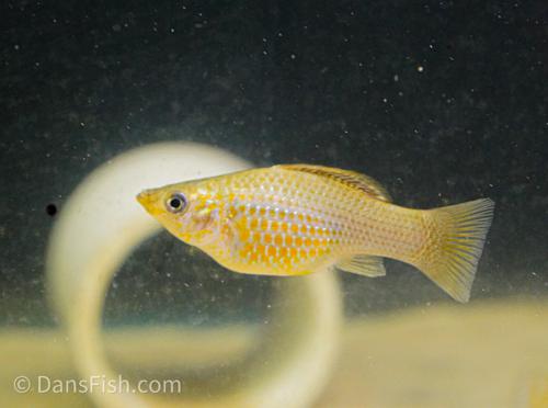 Green Sailfin Molly