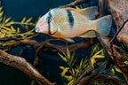 Guianacara owroewefi