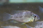 Guianacara owroewefi