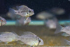 Guianacara owroewefi