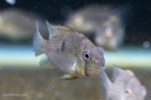 Guianacara owroewefi