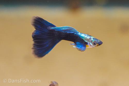 Half Black Blue Guppy