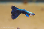 Half Black Blue Guppy