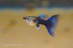 Half Black Blue Guppy