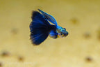 Half Black Blue Guppy