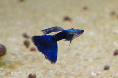 Half Black Blue Guppy