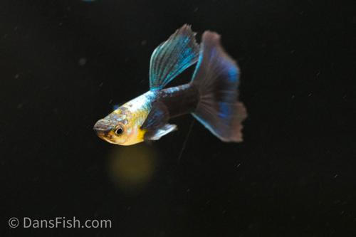 Half Black Blue Guppy